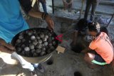 Aktivis peduli penyu yang tergabung dalam komunitas Latun (Lestari alam laut untuk negeri) menggali lobang penetasan telur penyu di pusat konservasi penyu Rafflesia Bengkulu Diving Club (RBDC) kawasan Pantai Tapak Paderi Bengkulu, Minggu (1/4).  Upaya konservasi penyu tersebut masih dilakukan dengan cara swadaya  karena masih kurangnya sarana dan prasarana konservasi yang mendukung pelestarian penyu di Bengkulu yang mana ada 40 titik lebih habitat penyu di Bengkulu dan potensi telur penyu mencapai ribuan butir tiap tahunnya. (Foto Antarabengkulu.com/David Muharmansyah)