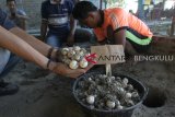 Aktivis peduli penyu yang tergabung dalam komunitas Latun (Lestari alam laut untuk negeri) menggali lobang penetasan telur penyu di pusat konservasi penyu Rafflesia Bengkulu Diving Club (RBDC) kawasan Pantai Tapak Paderi Bengkulu, Minggu (1/4).  Upaya konservasi penyu tersebut masih dilakukan dengan cara swadaya  karena masih kurangnya sarana dan prasarana konservasi yang mendukung pelestarian penyu di Bengkulu yang mana ada 40 titik lebih habitat penyu di Bengkulu dan potensi telur penyu mencapai ribuan butir tiap tahunnya. (Foto Antarabengkulu.com/David Muharmansyah)