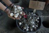 Aktivis peduli penyu yang tergabung dalam komunitas Latun (Lestari alam laut untuk negeri) menggali lobang penetasan telur penyu di pusat konservasi penyu Rafflesia Bengkulu Diving Club (RBDC) kawasan Pantai Tapak Paderi Bengkulu, Minggu (1/4).  Upaya konservasi penyu tersebut masih dilakukan dengan cara swadaya  karena masih kurangnya sarana dan prasarana konservasi yang mendukung pelestarian penyu di Bengkulu yang mana ada 40 titik lebih habitat penyu di Bengkulu dan potensi telur penyu mencapai ribuan butir tiap tahunnya. (Foto Antarabengkulu.com/David Muharmansyah)