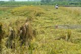 Petani memanen padi yang roboh di areal persawahan kawasan Wonoayu, Sidoarjo, Jawa Timur, Kamis (5/4). Petani setempat memanen lebih awal padi yang roboh akibat angin kencang yang menerpa kawasan tersebut untuk mengatasi kerugian besar karena tanaman padi membusuk akibat terendam air. Antara Jatim/Umarul Faruq/zk/18