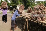 Pekerja menjemur bawang merah yang baru saja dipanen di Desa Bringin, Kediri, Jawa Timur, Rabu (25/4). Pengeringan bawang merah sebagai cara alami pengawetan terkendala cuaca, akibatnya 10 persen bawang merah mengalami pembusukan karena lamanya waktu pengeringan dari normalnya empat hari menjadi tujuh hari penjemuran. Antara jatim/Prasetia Fauzani/zk/18