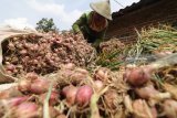 Pekerja menjemur bawang merah yang baru saja dipanen di Desa Bringin, Kediri, Jawa Timur, Rabu (25/4). Pengeringan bawang merah sebagai cara alami pengawetan terkendala cuaca, akibatnya 10 persen bawang merah mengalami pembusukan karena lamanya waktu pengeringan dari normalnya empat hari menjadi tujuh hari penjemuran. Antara jatim/Prasetia Fauzani/zk/18