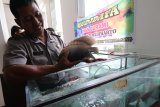 Anggota polisi AKP Mujiharto dari Polres Tulungagung memegang ikan guramih hasil budidayanya saat mengikuti pelatihan keterampilan di Kota Kediri, Jawa Timur, Selasa (10/4). Sejumlah anggota Polisi yang akan memasuki purna tugas diberikan keterampilan praktis guna mengisi waktu dengan kegiatan produktif saat memasuki masa pensiun. Antara Jatim/Prasetia Fauzani/zk/18