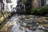 Warga memberi makan ikan hasil budidaya di saluran air atau drainase di Kampung Naringgul Ciasin, Ciawi, Bogor, Jawa Barat, Selasa (17/4). Warga Kampung Naringgul Ciasin menerapkan budaya Eco-Village atau prinsip desa berbudaya lingkungan dengan memanfaatkan selokan drainase yang mengalir membelah kampung untuk budidaya ikan air tawar sepeti ikan mas dan nila. ANTARA JABAR/Yulius Satria Wijaya/agr/18.