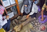 Petugas melakukan identifikasi fragmen fosil binatang purba di Rejuno, Karangjati, Ngawi, Jawa Timur, Senin (2/4/2018). Tim arkeolog dari Balai Pelestarian Situs Manusia Purba (BPSMP) Sangiran, Jawa Tengah melakukan peninjauan awal guna penelitian terhadap sekitar 400 fragmen dan femur fosil binatang purba yang diperkirakan gajah purba ('stegodon') dan banteng purba ('Bibos paleosondaicus') yang ditemukan warga di kawasan hutan wilayah Bagian Kesatuan Pemangkuan Hutan (BKPH) Rejuno. (ANTARA/Siswowidodo) 