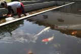 Peternak menangkap ikan Koi yang akan diperbaiki motifnya di sentral produksi Koi Desa Deyeng, Kediri, Jawa Timur, Senin (16/4). Perbaikan motif dengan cara menghilangkan warna sisik atau kulit yang mengganggu penampilan itu biasa dilakukan guna meningkatkan nilai jual ikan Koi di pasaran. Antara Jatim/Prasetia Fauzani/zk/18