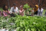 Wali Kota Surabaya Tri Rismaharini (tengah) bersama Deputi Representative UNICEF di Indonesia Lauren Rumble (kedua kiri) memanen sayur sawi saat berkunjung ke SMP Negeri 3 Surabaya, Jawa Timur, Sabtu (21/4). Kegiatan tersebut dalam rangka memperingati Hari Kartini. Antara Jatim/Moch Asim/zk/18