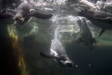 Sejumlah penguin humboldt (Spheniscus Demersus) berebut makanan yang diberikan perawat satwa saat di Ecogreen Park, Batu, Jawa Timur, Rabu (25/4/2018). Pengelola taman satwa tersebut mengadakan atraksi edukatif yakni pemberian makanan pinguin saat Peringatan Hari Pinguin Sedunia yang diperingati setiap tanggal 25 April. (ANTARA /Ari Bowo Sucipto) 