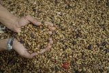 Petani mengeringkan biji kopi arabika di Desa Sindanglaya, Kabupaten Bandung, Jawa Barat, Selasa (24/4). Data dari International Coffee Organization (ICO) mencatat, pertumbuhan rata-rata ekspor kopi di Indonesia per tahunnya sebesar lima hingga enam persen atau setara 15.000 hingga 16.000 ton. ANTARA JABAR/Raisan Al Farisi/agr/18