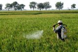 Babinsa Musirawas bantu petani basmi hama padi