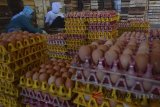 Pekerja mengemas telur di Desa Muktisari, Kabupaten Ciamis, Jawa Barat, Selasa (3/4). Berdasarkan data Kementerian Pertanian (Kementan), produksi telur Indonesia mencapai 7.524 ton per hari dengan kebutuhan di level 7.393 ton per hari. ANTARA JABAR/Adeng Bustomi/agr/18
