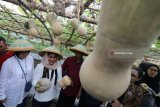 Calon Wakil Gubernur Jawa Timur Puti Guntur Soekarno (ke dua kiri) memegang labu madu saat mengunjungi Kampung Labu di Kediri, Jawa Timur, Rabu (18/4). Pasangan Gus Ipul pada Pilgub Jatim tersebut siap mendorong petani agar mampu menciptakan poduk turunan labu madu seperti es krim, keripik, puding, dan makanan lainnya guna meningkatkan penghasilan. Antara Jatim/Prasetia Fauzani/zk/18