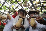 Calon Wakil Gubernur Jawa Timur Puti Guntur Soekarno (ke dua kiri) didampingi Bupati Kediri Haryanti Sutrisno (kiri) mengamati labu madu saat mengunjungi Kampung Labu di Kediri, Jawa Timur, Rabu (18/4). Pasangan Gus Ipul pada Pilgub Jatim tersebut siap mendorong petani agar mampu menciptakan poduk turunan labu madu seperti es krim, keripik, puding, dan makanan lainnya guna meningkatkan penghasilan. Antara Jatim/Prasetia Fauzani/zk/18