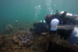 Penyelam mengamati biota laut di zona konservasi Bangsring Underwater Banyuwangi, Jawa Timur, Rabu (4/4). Pengamatan ikan badut dan berbagai macam biota laut di zona konsevasi terumbu karang itu, dilakukan dengan penyelaman secara bergantian selama 48 jam untuk memecahkan rekor MURI. Antara Jatim/Budi Candra Setya/zk/18.