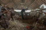 Petani memberi pakan ternak sapi di Peternakan Rumah Potong Hewan Ciroyom, Bandung, Jawa Barat, Senin (16/4). Kementerian Pertanian menargetkan populasi sapi nasional mencapai 33 juta ekor pada 2022, atau dua kali lipat lebih banyak dibandingkan populasi sapi pada 2017 yang mencapai 16.5 juta ekor. ANTARA JABAR/Novrian Arbi/agr/18