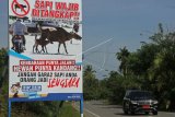 Pengendara melintas di samping spanduk sapi wajib ditangkap bila menggangu ketertiban lalu lintas yang terpajang di Jalan Lintas Banda Aceh-Tapak Tuan, Panga, Aceh Jaya, Aceh, Selasa (10/4). Satlantas Polres Aceh Jaya mengeluarkan peringatan sapi wajib ditangkap bila menggangu ketertiban lalu lintas karena dapat membahayakan keselamatan pengguna jalan. (ANTARA FOTO)