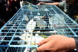 Petugas menurunkan barang bukti berupa burung endemik Papua ketika akan ungkap kasus tindak pidana konservasi sumber daya alam hayati dan ekosistem di Mapolda Jawa Timur, Surabaya, Jumat (6/4). Polda Jawa Timur yang bekerja sama dengan Balai Konservasi Sumber Daya Alam (BKSDA) Jawa Timur berhasil mengamankan dua orang tersangka dan puluhan satwa burung yang dilindungi berupa endemik Papua berupa tujuh ekor Kakatua jambul orange, 26 ekor Kakatua jambul kuning, 11 ekor kakatua putih, enam ekor nuri kepala hitam, tiga ekor kasturi raja, tiga ekoe nuri bayan, dua ekor cenderawasih lesser, dan dua ekor cenderawasih yang akan dijual ke Thailand. Antara Jatim/M Risyal Hidayat/zk/18