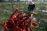 Petani memanen cabai dilahan pertanian kawasan Ciawi, Bogor, Jawa Barat, Sabtu (14/4). Menteri Pertanian Amran Sulaiman mengatakan kementeriannya akan berfokus meningkatkan produktivitas tanaman hortikultura pada 2018, antara lain kedelai, cabai, dan bawang. ANTARA JABAR/Yulius Satria Wijaya/agr/18.