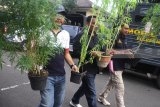 Polisi menyita tanaman ganja dari tangan tersangka komplotan penanam dan pengedar ganja di Mapolresta Malang, Jawa Timur, Selasa (24/4). Polisi menangkap empat anggota komplotan penanam dan pengedar ganja yang sudah beroperasi serta memasarkan produknya sejak setahun  terakhir. Antara Jatim/Ari Bowo Sucipto/zk/18. 