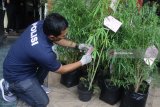 Polisi menyita tanaman ganja dari tangan tersangka komplotan penanam dan pengedar ganja di Mapolresta Malang, Jawa Timur, Selasa (24/4). Polisi menangkap empat anggota komplotan penanam dan pengedar ganja yang sudah beroperasi serta memasarkan produknya sejak setahun  terakhir. Antara Jatim/Ari Bowo Sucipto/zk/18. 