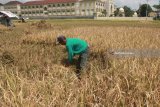 Petani memanen padi di areal persawahan yang sudah beralih fungsi menjadi kawasan perumahan di Tunjungsekar, Malang, Jawa Timur, Senin (23/4). Kementerian Agraria dan Tata Ruang (ATR) berupaya menghentikan alih fungsi lahan sawah yang per tahun mencapai 150 ribu hingga 200 hektare dengan program Lahan Pertanian Pangan Berkelanjutan (LP2B). Antara Jatim/Ari Bowo Sucipto/zk/18.