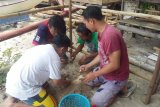 Manengkel Solidaritas-Chaetodon Lestarikan Penyu Sulawesi Utara