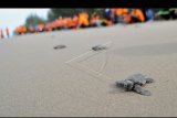 Beberapa anak penyu (tukik) dilepaskan saat aksi peduli pantai Stasiun Karantina Ikan, Pengendalian Mutu dan Keamanan (KIPM) Padang, di Turtle Camp Pasir Jambak, Padang, Sumatera Barat, Sabtu (14/4). KIPM bersama pihak terkait melakukan aksi peduli pantai seperti melepaskan tukik dan mengumpulkan sampah plastik agar ekosistem dan biota laut tidak terganggu. ANTARA FOTO/Iggoy el Fitra/aww/18.