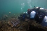 Penyelam mengamati biota laut di zona konservasi Bangsring Underwater Banyuwangi, Provinsi Jawa Timur, Rabu (4/4). Pengamatan ikan badut dan berbagai macam biota laut di zona konsevasi terumbu karang itu dilakukan dengan penyelaman secara bergantian selama 48 jam untuk memecahkan rekor MURI. ANTARA FOTO/Budi Candra Setya/kye/18.