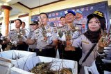 Anggota kepolisian beserta petugas Balai Karantina Ikan wilayah Banyuwangi menunjukkan lobster hasil tangkapan saat rilis di Polres Banyuwangi, Jawa Timur, Senin (16/4). Ratusan lobster jenis pasir, bambu dan mutiara di bawah ukuran standar yang ditetapkan Undang-undang minimal 200 gram tersebut, disita Polres Banyuwangi atas dugaaan akan diselundupkan ke luar negeri melalui Bali.  (ANTARA FOTO/Budi Candra Setya)