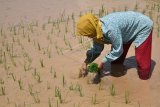 Petani menanam benih padi salah satu persawahan di Gebugan, Kabupaten Semarang, Jawa Tengah, Minggu (22/4). Kementerian Pertanian menyalurkan subsidi benih dengan anggaran Rp1 triliun, diantaranya untuk lahan padi tiga juta hektare dengan pendistribusian ke petani melalui program desa mandiri benih. ANTARA FOTO/Aditya Pradana Putra.