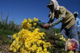 Kulon Progo tambah luasan lahan bunga krisan