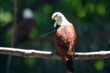 Seekor Elang Bondol (Haliastur indus) berada di kandang rehabilitasi di Pusat Konservasi Elang Bondol di Pulau Kotok, Kepulauan Seribu, Jakarta, Kamis (5/4). Sejak tahun 2005 hingga 2018, Pusat Sanctuary Elang Bondol di Pulau Kotok telah melepasliarkan 80 ekor Elang Bondol sebagai langkah menyelamatkan hewan langka 