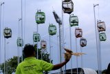 Peserta memancing ayam bekisar agar bersuara saat perlombaan pada Festival Ayam Bekisar di Banyuwangi, Jawa Timur, Minggu (22/4). Kontes ayam bekisar tingkat nasional yang diikuti penghobi dari berbagai daerah itu bertujuan meningkatkan perekonomian dari hobi memelihara hewan ternak. ANTARA FOTO/Budi Candra Setya/wdy/2018.