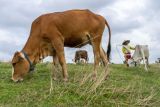 Fokus pengembangan sapi, masyarakat Solok Selatan diimbau tidak sembelih betina produktif