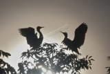 Siluet dua ekor burung kuntul kerbau (Bubulcus ibis) berada di atas pohon di kawasan bakau Pasir Jambak, Padang, Sumatra Barat, Minggu (15/4). Habitat burung kuntul kerbau di kawasan bakau itu terancam pembangunan tambak udang besar-besaran.  (ANTARA FOTO/Iggoy el Fitra)