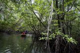 Wisatawan disuguhi hutan bakau jelang Tanjung Lesung