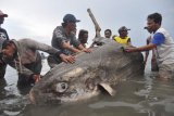 Warga mengamati ikan mola mola yang mati terdampar di Pantai Teluk Palu, Kelurahan Lere, Palu, Sulawesi Tengah, Selasa (24/4). Ikan dengan panjang lebih dari dua meter itu ditemukan nelayan dalam kondisi hidup, namun pada akhirnya mati setelah terjebak beberapa jam di perairan dangkal. Peristiwa terdamparnya ikan tersebut merupakan yang kesekian kali terjadi dalam tiga tahun terakhir. ANTARA FOTO/Mohamad Hamzah/kye/18.