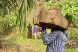 Tersangka pelaku illegal logging (dua kiri) dikawal aparat kepolisian menunjukkan lokasi penebangan kayu dalam kawasan hutan lindung wilayah Soraya di Desa Pasir Belo, Sultan Daulat, Kota Subulussalam, Aceh, (17/4). Dalam operasi tangkap tangan (OTT) aparat kepolisian Satreskrim Aceh Singkil menyita 129 potong kayu jenis meranti dan rimba campuran yang diduga akan diselundupkan ke wilayah Sumatera Utara.  (ANTARA FOTO/Istafan)