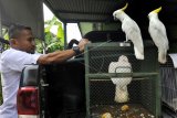 Petugas BKSDA (Balai Konservasi Sumber Daya Alam) Banten mengangkut tiga ekor burung Kakatua Jambul Kuning (Cacatua galerita) dari warga di Serang, Banten, Kamis (19/4). Petugas BKSDA setempat terus menggencarkan sosialisasi dan upaya persuasif kepada para pemilik hewan dilindungi untuk menyerahkannya secara sukarela guna direhabilitasi kemudian dilepasliarkan kembali ke habitat aslinya. ANTARA FOTO/Asep Fathulrahman/aww/18.