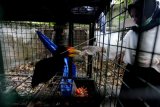 Petugas Balai Konservasi Sumber Daya Alam (BKSDA) Aceh memberi makan burung rangkong di kandang perawatan BKSDA di Aceh Besar, Aceh, Rabu (25/4). BKSDA Aceh merawat beberapa jenis satwa langka dan dilindungi seperti elang bido, beruang madu, siamang, dan burung rangkong sebelum dilepasliarkan kehabitat masing-masing. (ANTARA FOTO/Irwansyah Putra)