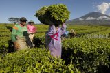 South Solok MSMEs Begin To Develop Tea Business