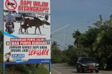 Pengendara melintas di samping spanduk sapi wajib ditangkap bila menggangu ketertiban lalu lintas yang terpajang di Jalan Lintas Banda Aceh-Tapak Tuan, Panga, Aceh Jaya, Aceh, Selasa (10/4). Satlantas Polres Aceh Jaya mengeluarkan peringatan sapi wajib ditangkap bila menggangu ketertiban lalu lintas karena dapat membahayakan keselamatan pengguna jalan. (ANTARA FOTO/Syifa Yulinnas/foc/18)