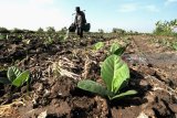 Petani menyiram tembakau di Desa Dasok, Pamekasan, Sabtu (12/5). Kendati pertanian tembakau memberikan dampak positif terhadap perekonomian daerah dan nasional, sesuai dengan UU Perkebunan No.39 Tahun 2014, Namun APTI menilai pemerintah masih setengah hati terhadap Industri Hasil Tembakau (IHT). Antara Jatim/Saiful Bahri/18.