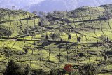 Lahan perkebunan teh di perkebunan Teh kawasan Puncak, Kabupaten Bogor, Jawa Barat, Selasa (29/5). Kementerian Pertanian memprediksi produksi teh nasional masih akan lesu tahun ini yakni hanya akan meningkat kurang dari 1 persen dibanding tahun lalu yang mencapai 139.362 ton pada 2017. ANTARA JABAR/Yulius Satria Wijaya/agr/18.