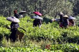 Sejumlah perempuan memetik teh saat panen di perkebunan Teh kawasan Puncak, Kabupaten Bogor, Jawa Barat, Selasa (29/5). Kementerian Pertanian memprediksi produksi teh nasional masih akan lesu tahun ini yakni hanya akan meningkat kurang dari 1 persen dibanding tahun lalu yang mencapai 139.362 ton pada 2017. ANTARA JABAR/Yulius Satria Wijaya/agr/18.