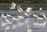 Sekawanan burung kuntul putih (Bubulcus ibis) mencari makan di area tambak warga di desa Karangsong, Indramayu, Jawa Barat, Jumat (4/5). Satwa yang termasuk salah satu jenis bangau itu memberikan keuntungan bagi petani dan tambak karena dapat membasmi hama cacing. ANTARA JABAR/Dedhez Anggara/agr/18.