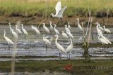 Sekawanan burung kuntul putih (Bubulcus ibis) mencari makan di area tambak warga di desa Karangsong, Indramayu, Jawa Barat, Jumat (4/5). Satwa yang termasuk salah satu jenis bangau itu memberikan keuntungan bagi petani dan tambak karena dapat membasmi hama cacing. ANTARA JABAR/Dedhez Anggara/agr/18.