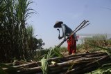 Petani memanen tebu untuk dikirim ke pabrik gula di musim giling tahun 2018 di  Ngawi, Jawa Timur, Senin (21/5). Pemerintah memutuskan Harga Pokok Produksi (HPP) gula tetap berada di harga Rp9.700 meski gula internasional mengalami penurunan dari USD350 menjadi USD303. Antara Jatim/Ari Bowo Sucipto/zk/18.