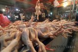 Pedagang menunjukan ayam potong yang dijualnya di Pasar Cibinong, Kabupaten Bogor, Jawa Barat, Jumat (25/5). Kementrian Perdagangan menaikan harga acuan penjualan di konsumen untuk daging ayam dinaikkan dari Rp 32.000/kg menjadi Rp 33.000/kg, hal ini dilakukan karena harga daging ayam cukup tinggi di pasar akibat kurangnya pasokan. ANTARA JABAR/Yulius Satria Wijaya/agr/18.
