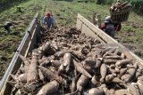Pekerja mengangkut singkong ke dalam bak truk usai dipanen di area pertanian Desa Jimbun, Kediri, Jawa Timur, Rabu (2/5). Sepekan terakhir singkong pesanan pabrik tapioka tersebut mengalami lonjakan harga di tingkat petani dari sebelumnya Rp1.400 menjadi Rp2.000 per kilogram karena minimnya pasokan di pasaran. Antara jatim/Prasetia Fauzani/zk/18